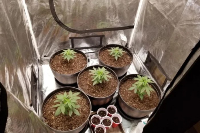 Tent grow relative increase humidity wikihow How to raise humidity in grow tent