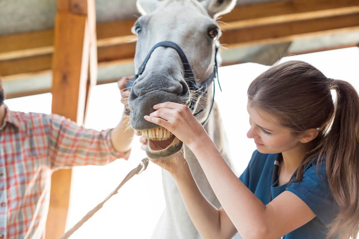 How much does it cost to feed a horse
