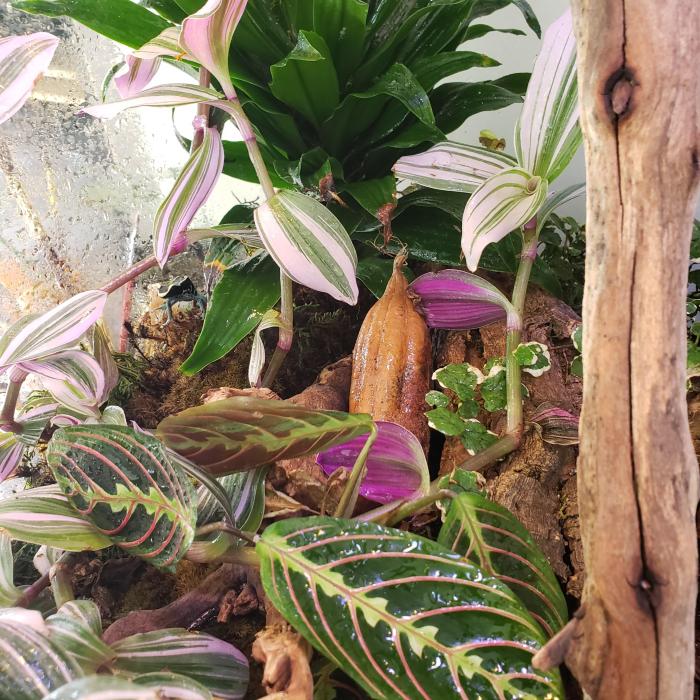 How to add drainage layer after setting up the terrarium