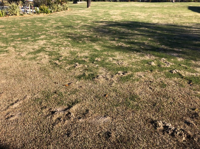How to get rid ofmalopecurus alpinus boreal in lawn