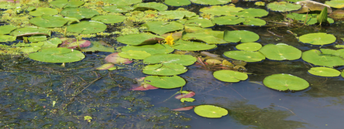 How to get rid of lily pads