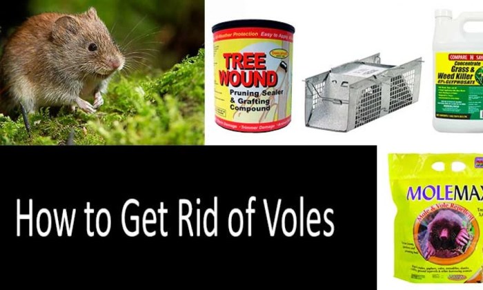 Voles vole rid get mouse mice do yard tail garden have pests eyes snout ears shorter distinguish learn than know How to eradicate moles voles