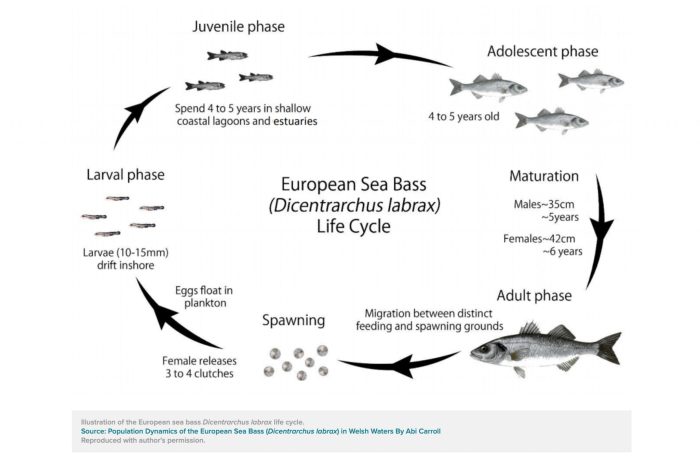 How long does a bass have to be to keep