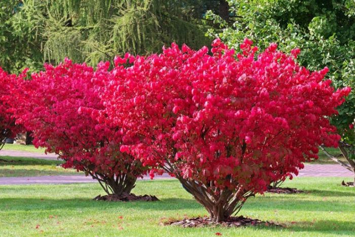 How to prune a burning bush shrub