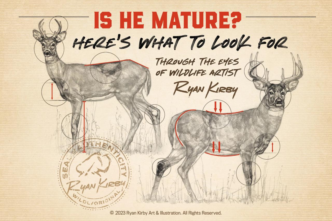 How to tell age of a buck