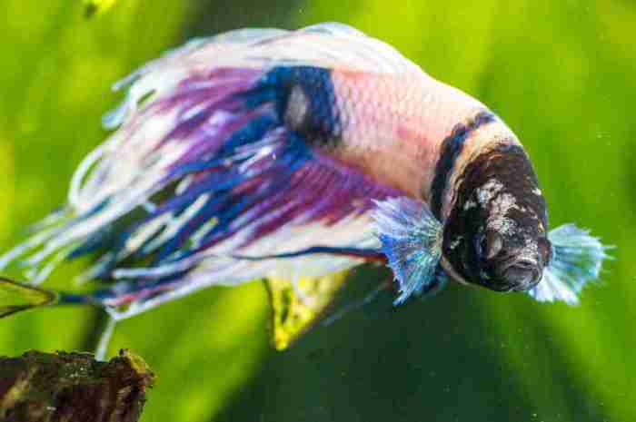 How to euthanize betta fish