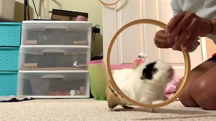 How to guinea pigs colic
