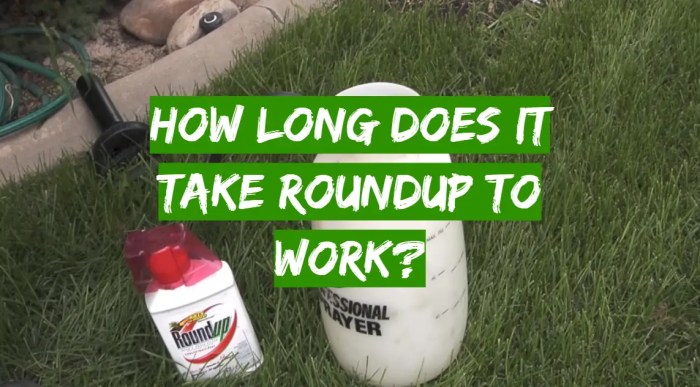 How long does it take roundup to kill weeds