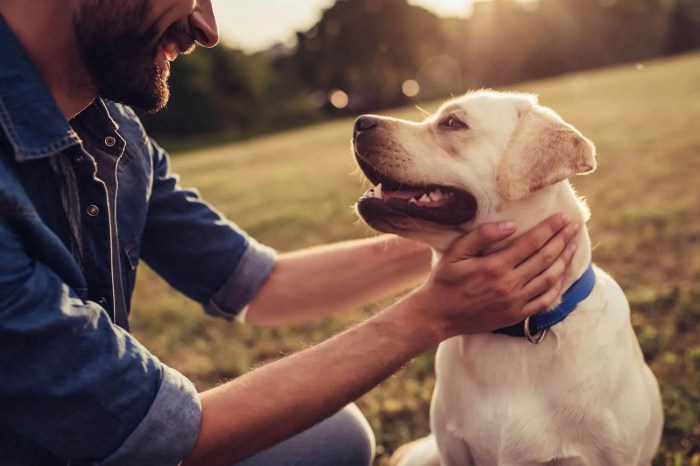 How much to cremate a dog