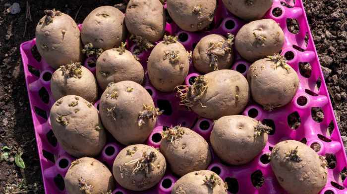Potatoes spruce Potatoes spruce