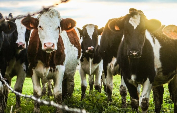 Calf cow