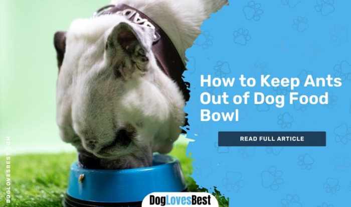 How to get ants out of dog food
