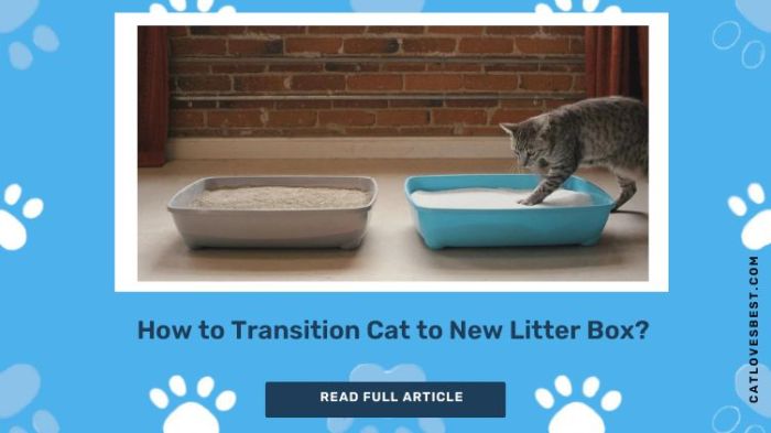 How much to charge for changing cat ltter box