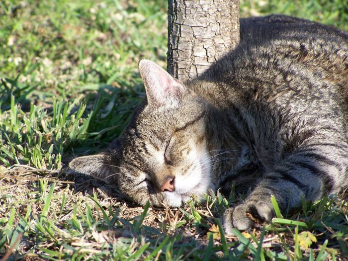 Cost cat Cost cat