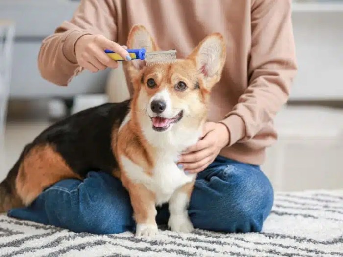 How to get dog hair out of carpet