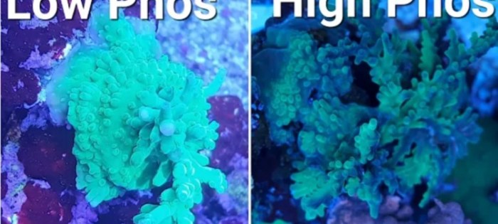 How to lower phosphates in reef tank