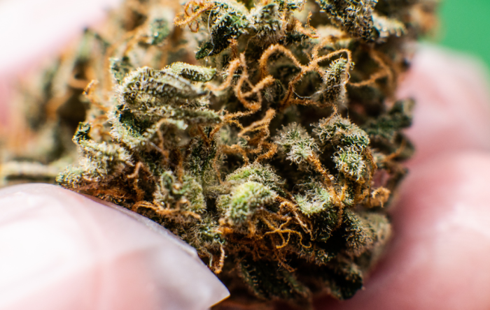 How to grow thca flower