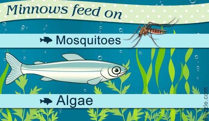 How to keep minnows alive