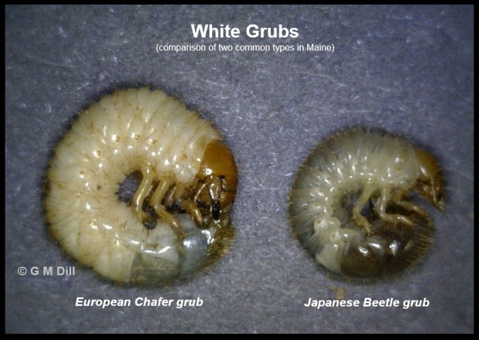 Grubs count noticed range close they size up Grubs count noticed range close they size up