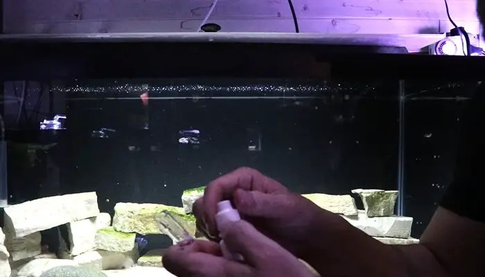 How to reduce nitrite in fish tank