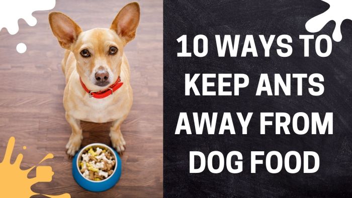 How to get ants out of dog food