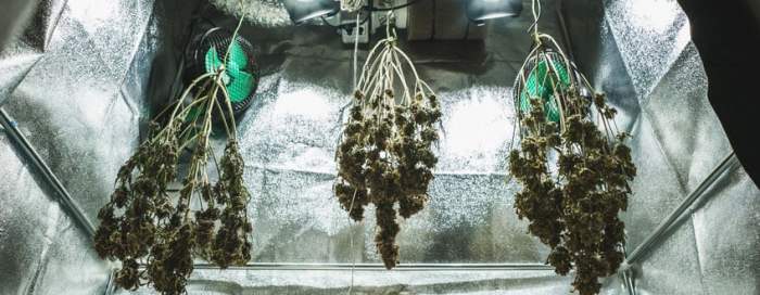 How to rehydrate old cannabis