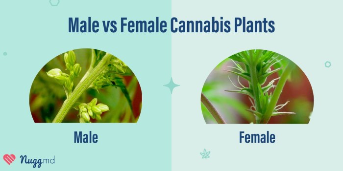 Marijuana maconha wikihow How to tell male from female cannabis plants