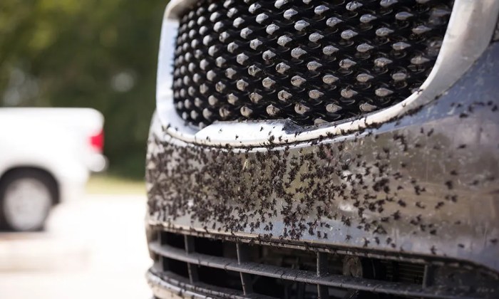 Bugs get off car vehicle How to get bugs off car