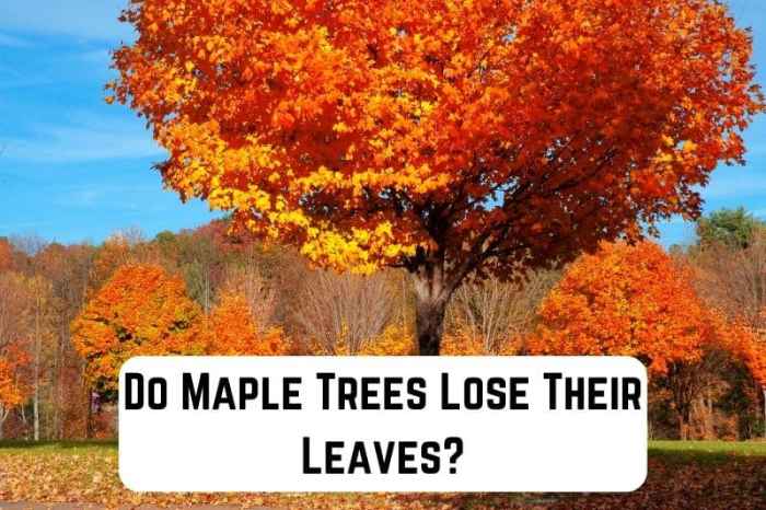 How to survive replaced maple leave treee