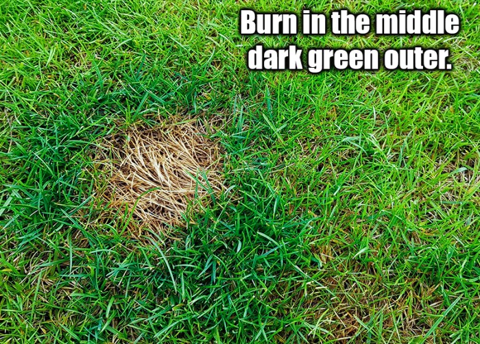 Lawn spots urine fix dog How to fix dog urine spots on lawn