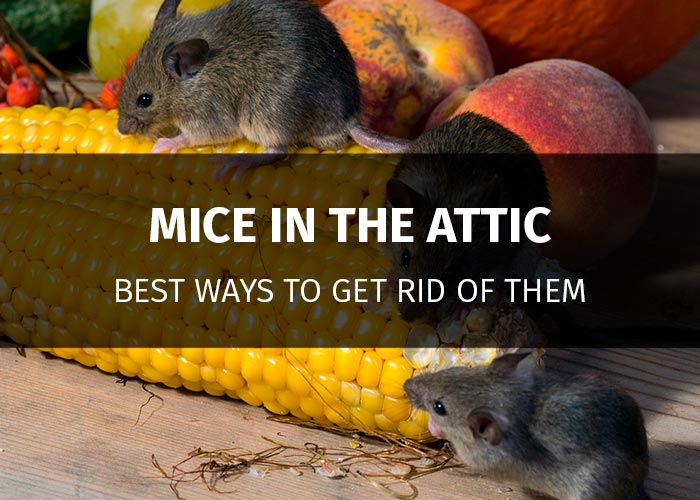 How to get rid of mouse in attic