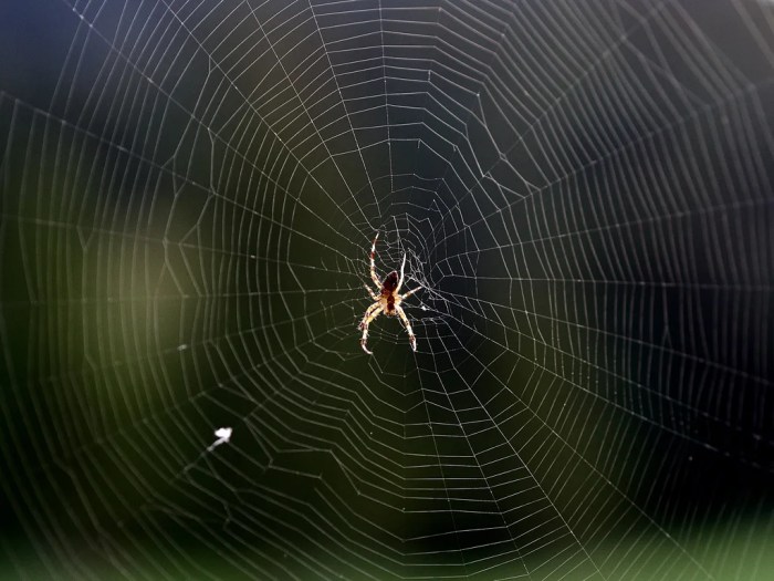 How to prevent cobwebs change your lighting