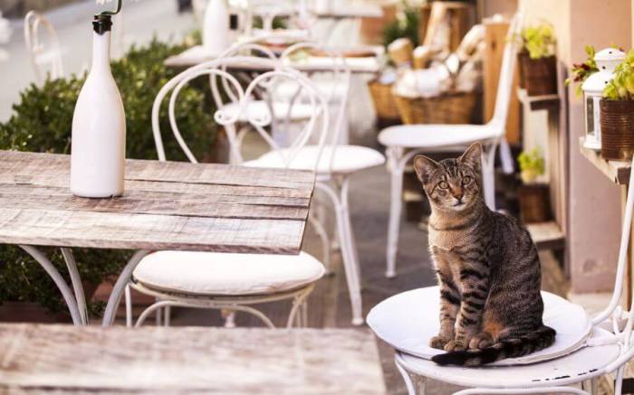 How much does it cost to cremate a pet