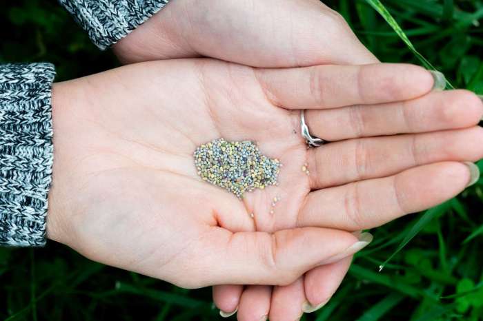 Clover leaf four clovers clip harvest seed clipartix our shamrock plant heart green cliparts emerald isle footsteps following irish getty How to plant clover seed