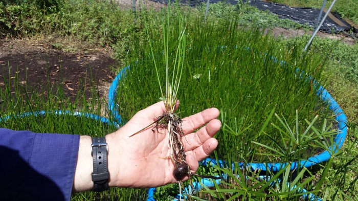 Water chestnut plant chestnuts chinese plants wild human facts evolution benefits health garden eleocharis did tubers dulcis edible bulbs sprouted How to grow water chestnuts