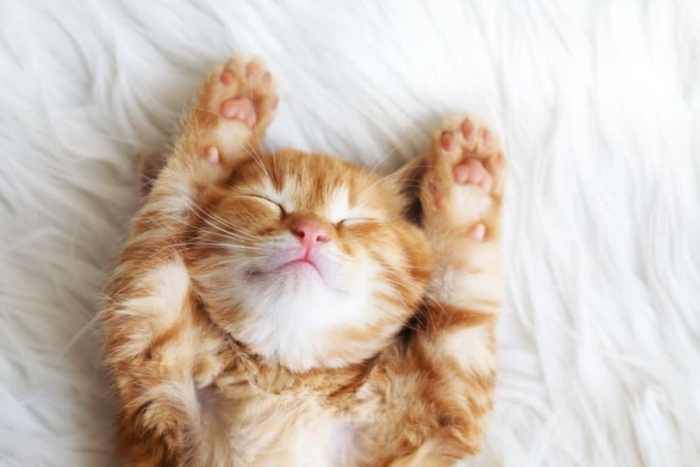 How old should a kitten be to get fixed