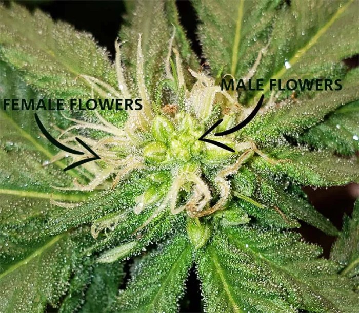 Male cannabis How to tell male from female cannabis plants