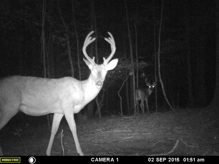 How to tell age of a buck