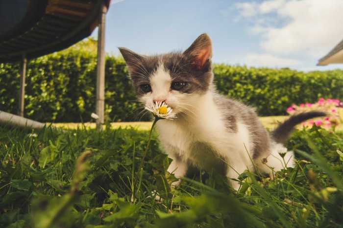 Dog cremate cost much does family matter beloved pet member many people How much does it cost to cremate a cat