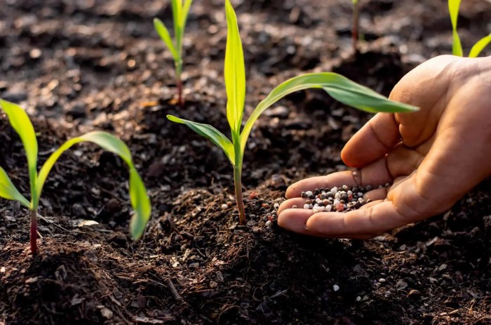 Plant Food Vs. Fertilizer: What’s The Difference? Difference between plant food and fertilizer