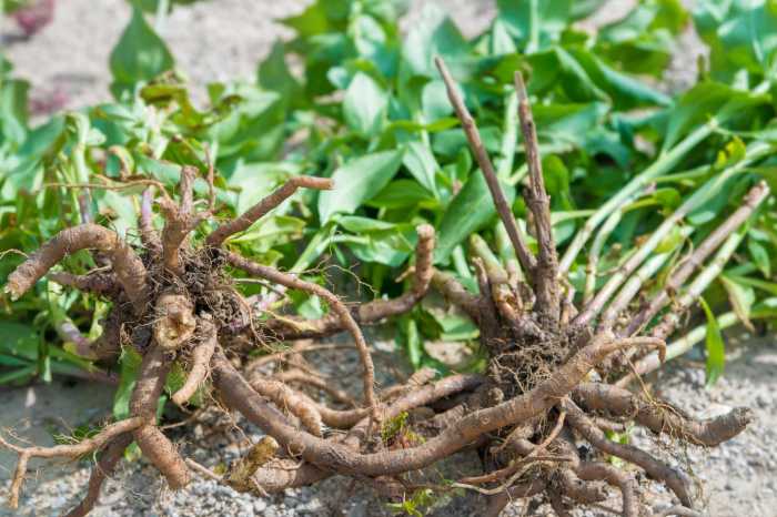 How long does it take for turf to take root