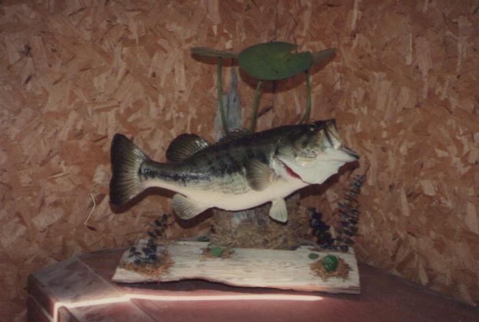 How to taxidermy a fish
