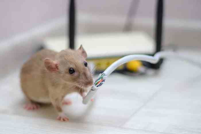 Rodents chewing car wires insurance