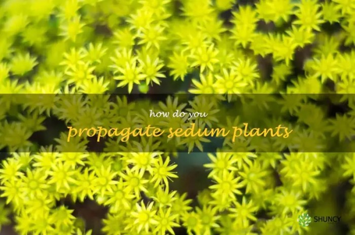 How to propagate sedum plants