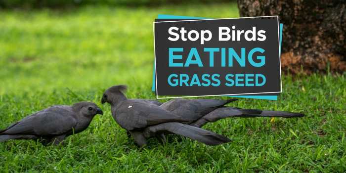 How to deter birds from eating grass seed