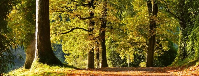 Pearce funeral home marshall il obituaries