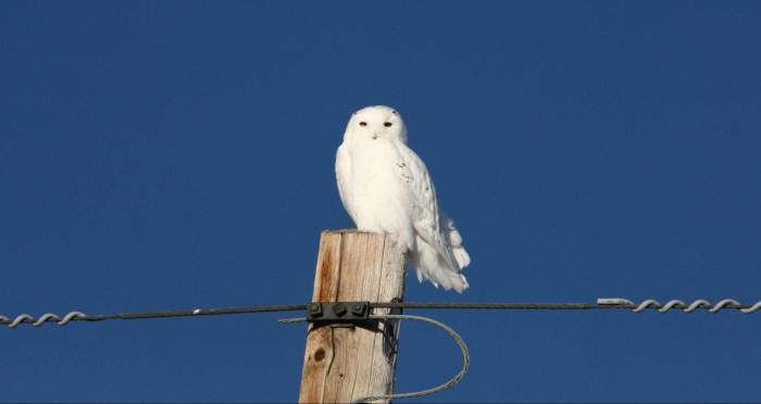 How to keep owls away