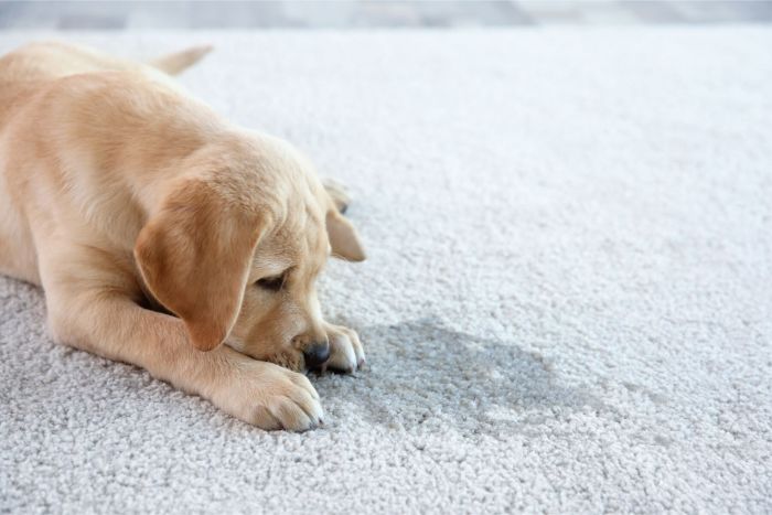 How to get rid of odor from wet carpet