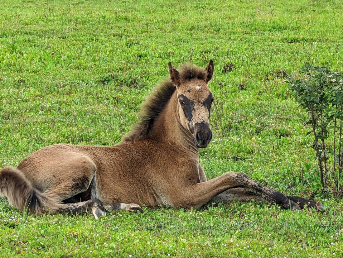 How to see corolla wild horses for free