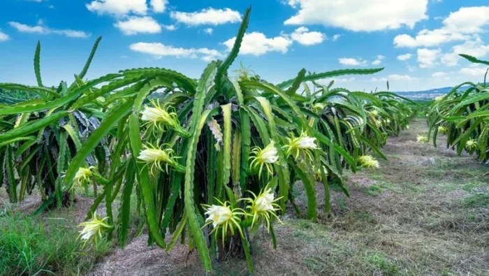 How to pollinate dragon fruit